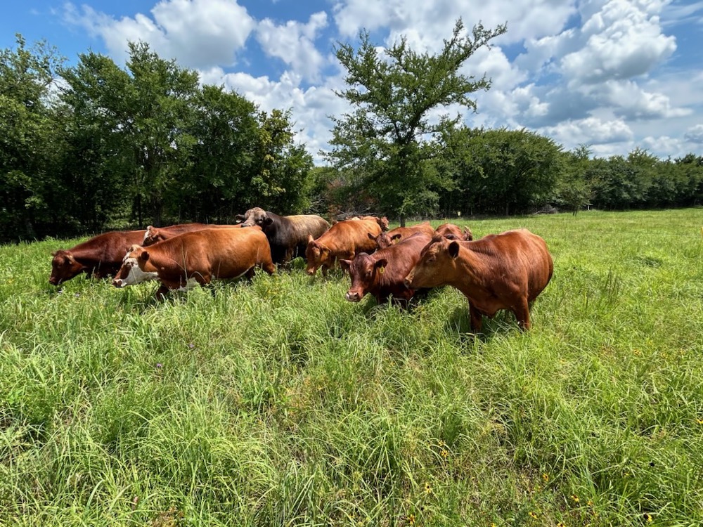 Grassfed cattle in tall grass on the Platt family farm