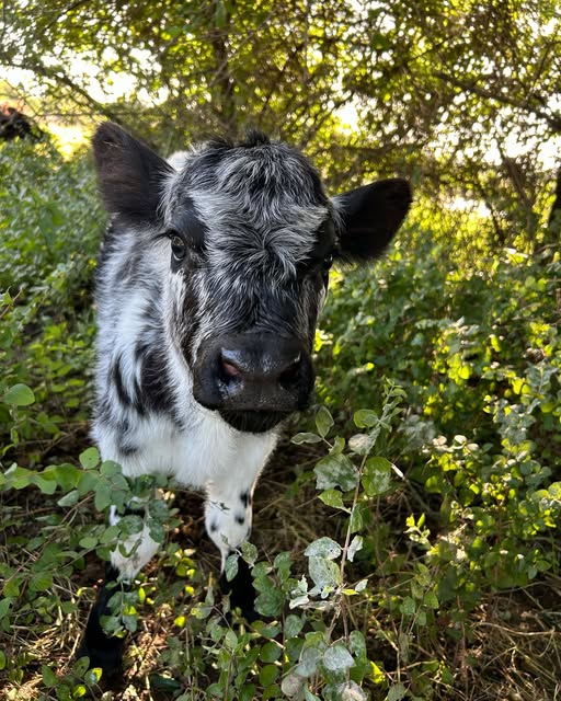 A calf on the farm
