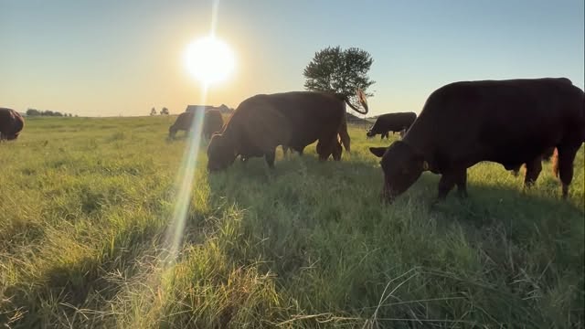 Cattle grazing at sunrise