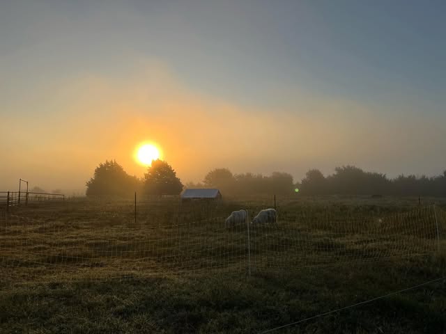 Sheep grazing on pasture at sunrise